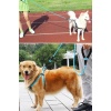 BUFFER® Reflektörlü Fosforlu Köpek Gezdirme Halatı Tasma Kayışı Metal Kancalı 130 cm
