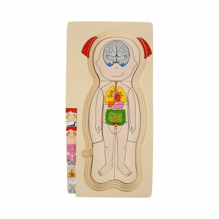 BFS  2917 SUN-Tahta Puzzle İnsan Vücudu