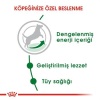 Royal Canin Mini Adult Küçük Irk Yetişkin Köpek Maması 4 Kg