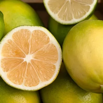 Limon
