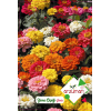 Zinna Çiçeği(paketteki tohum sayısı n30 adet)