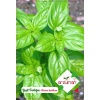 Yeşil Fesleğen (Geniş Yaprak)(paketteki tohum sayısı 100)