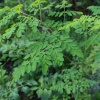 Tüplü Şifalı Moringa Ağacı Fidanı(BOY  30 İLA  50 CM)