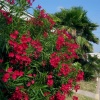 Tüplü Katmerli Kırmızı Çiçekli Zakkum Fidanı