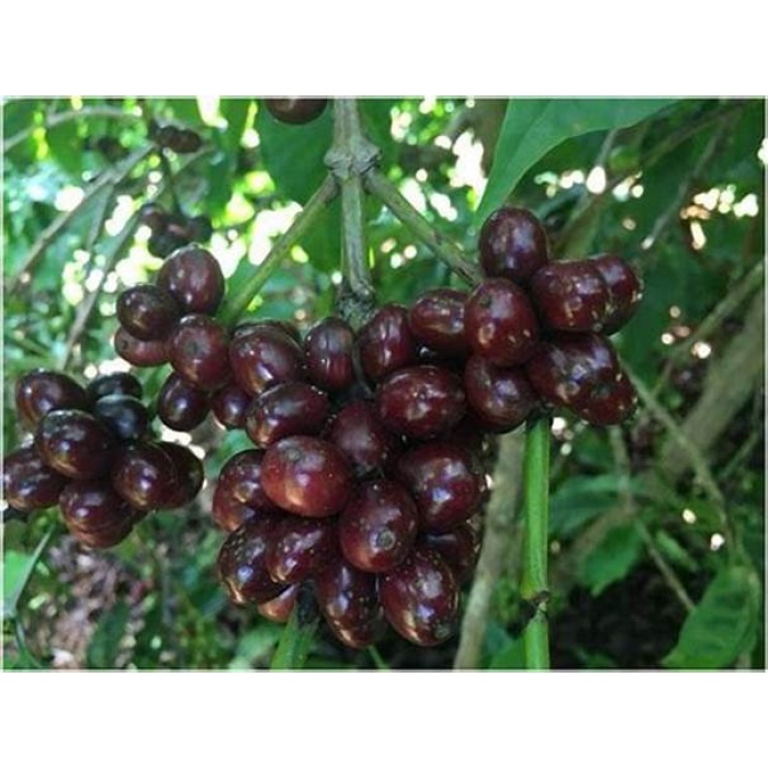 Karayemiş Fidanı Laz Kirazı Prunus laurocerasus, , Saksıda