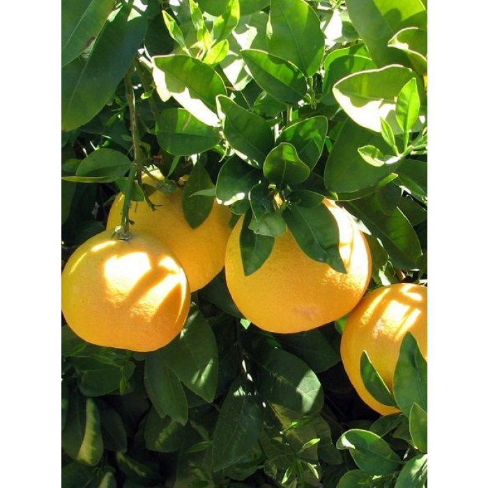 Greyfurt Fidanı 120 cm(Citrus paradisi)