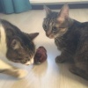 Kurmalı Kedi Eğitim Oyuncağı Tüylü Peluş Fare Yakalama İnteraktif Sevimli Eğlenceli Oyuncak (4434)