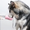 Taşınabilir Evcil Hayvan Suluğu Seyahat Kabı Kilitlenebilen Su Sızdırmaz Kap 350 ml (4434)