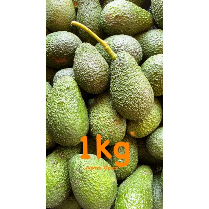 Avokado Dalından Taze Net En Az 1 Kg