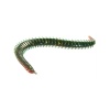 Lucky John Sandworm 2 Kokulu Lrf Yemi 5 cm (24 Adet)