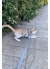 Renkli Karanlıkta Parlayan Harness Kedi Yürüme Tasması