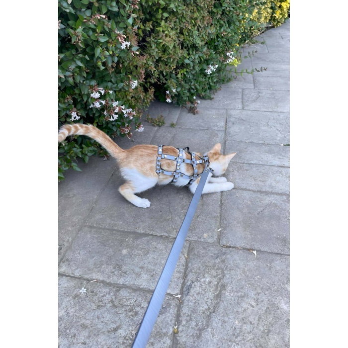 Renkli Karanlıkta Parlayan Harness Kedi Yürüme Tasması