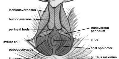 Erkekler için Kegel Egzersizleri