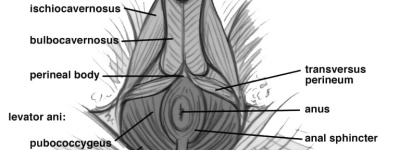 Erkekler için Kegel Egzersizleri