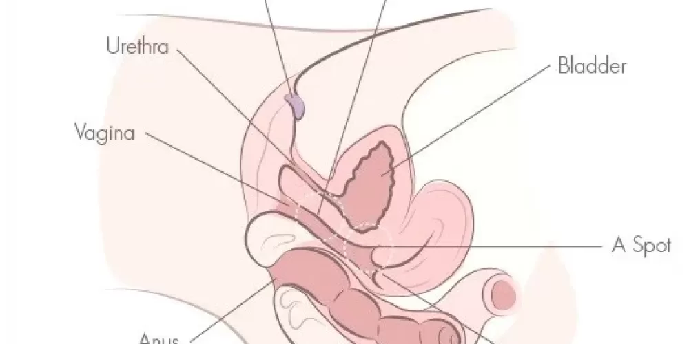 Kadın prostatı Olan A Noktasını Keşfedin