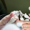 Törpülü Kedi Köpek Tırnak Makası 5,5*14,5 cm Pembe