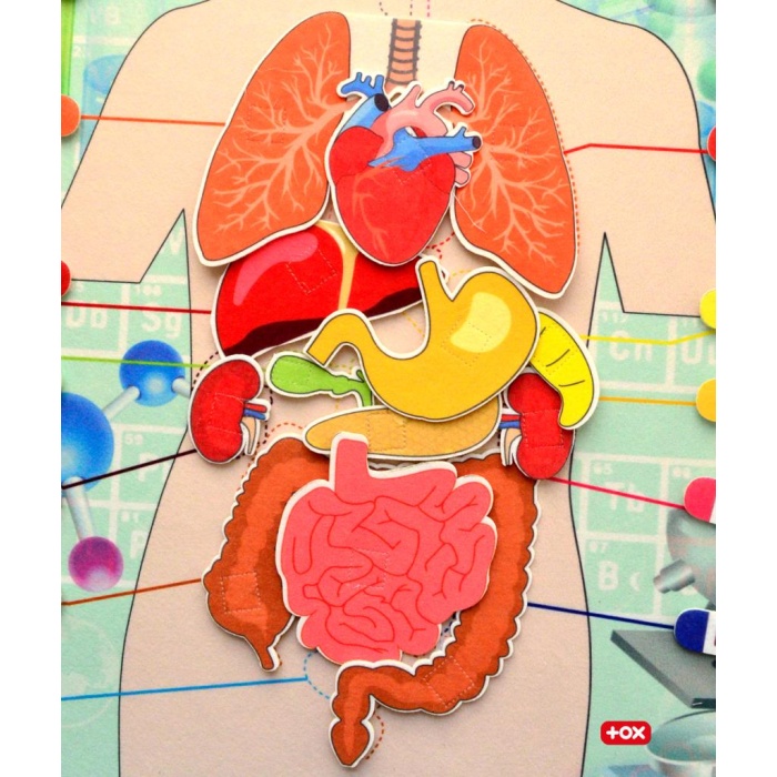 3 Set -106 Parça  İç Organlar , İskelet  Sistemi ve Takvimi Öğreniyorum Keçe Cırtlı Duvar Panoları , Eğitici Oyuncak