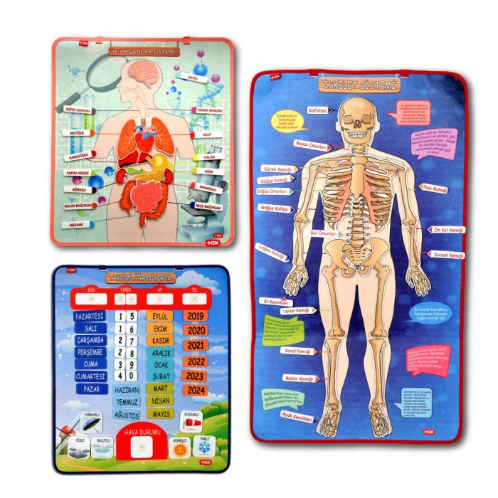 3 Set -106 Parça  İç Organlar , İskelet  Sistemi ve Takvimi Öğreniyorum Keçe Cırtlı Duvar Panoları , Eğitici Oyuncak