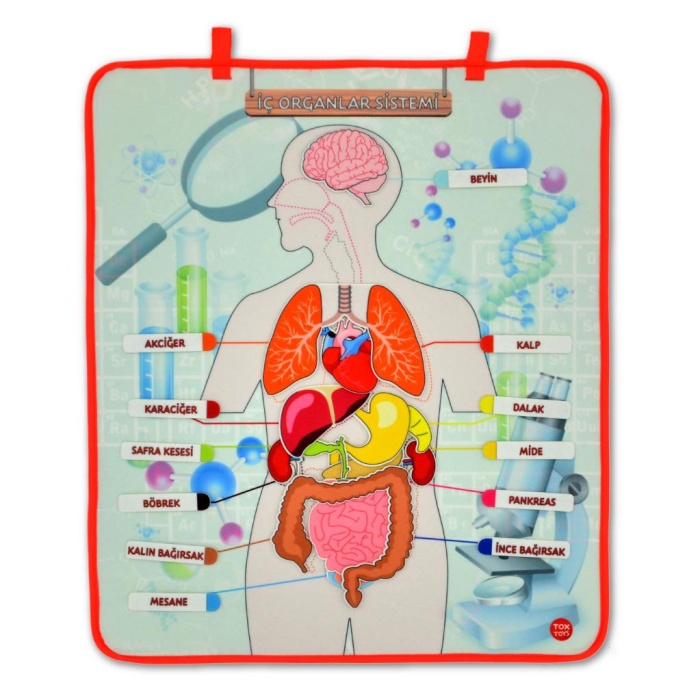 4 Set - 151 Parça  İskelet , İç Organlar Sistemi , Takvim ve Rakamları Öğreniyorum Keçe Cırtlı Duvar Panoları , Eğitici Oyuncak