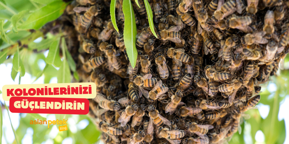 Kolonilerinizi Güçlendirin