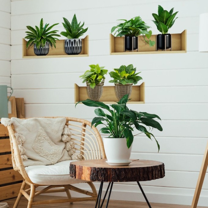 Raflı Bitki Tasarımlı Yapışkanlı Sticker 20*30 cm 3lü Set (5460)