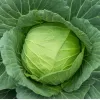 Imdajun Premium Cabbage Extract
