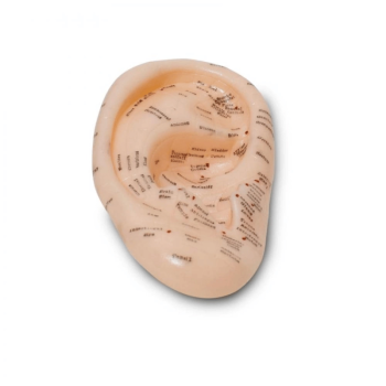 Akupunktur Kulak Modeli - Lisinya