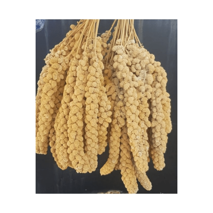 Vitaking Kuşlar İçin Doğal Sarı Dal Darı 100 gr