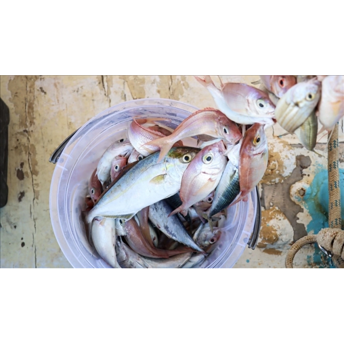 Misina 300m Polietilen Microfiber 2.0 Ip Misina Yeşil ( Lisinya )