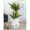 İKİ GÖVDELİ YUKA (YUCCA) 110 CM