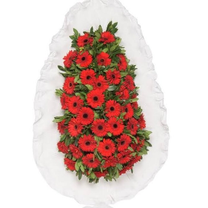 GELBERA CANLI CELENK
