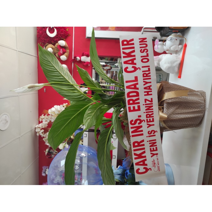 BARIŞ ÇİÇEĞİ