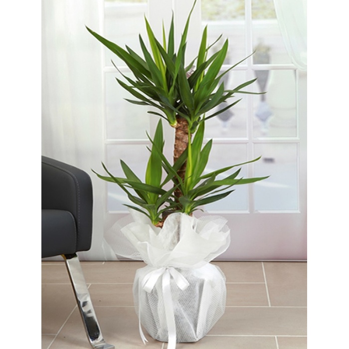 İKİ GÖVDELİ YUKA (YUCCA) 110 CM