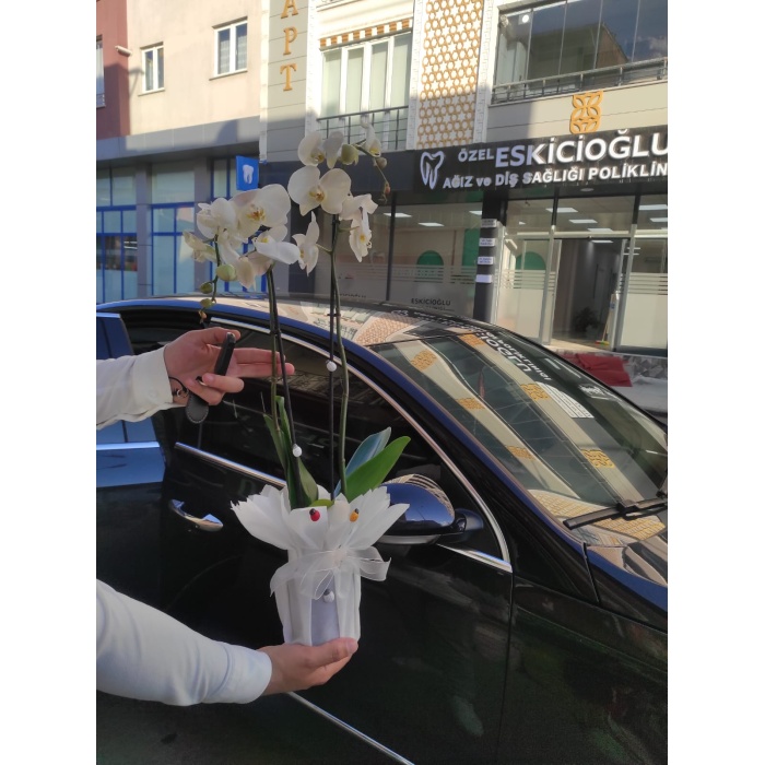 ÇİFT DALI BEYAZ ORKİDE