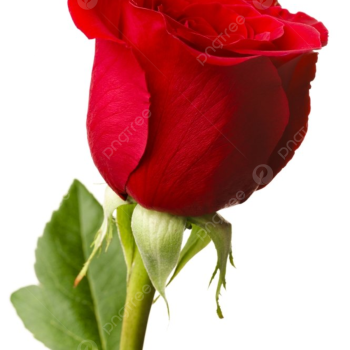 1 Adet Tek Kırmızı Gül