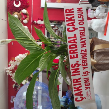 (Yelken Çiçeği )BARIŞ ÇİÇEĞİ