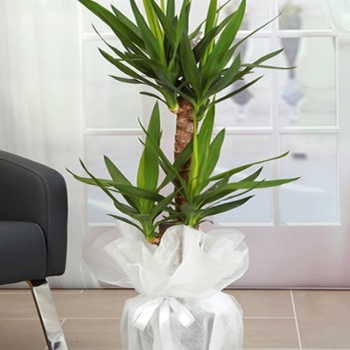 İKİ GÖVDELİ YUKA (YUCCA) 110 CM