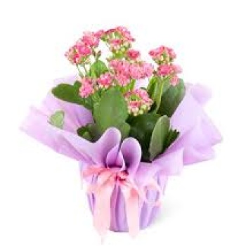 KALAN JON ÇİÇEĞİ