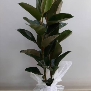 Kaucuk Canlı Saksı Çiçeği