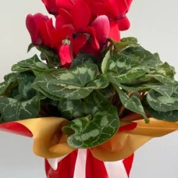 Sıklamen Saksı Çiçeği