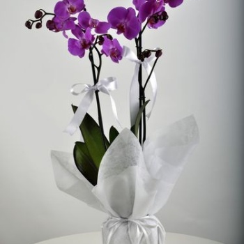 ÇİFT DALI ORKİDE ANNELER GÜNÜNE ÖZEL