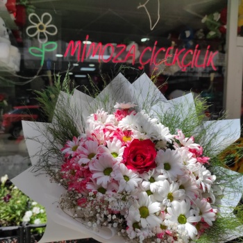 Kırmızı Gül Papatya Aşk Esintisi