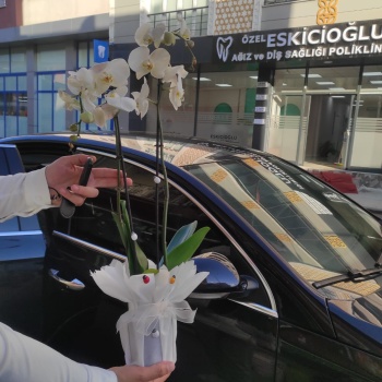 ÇİFT DALI BEYAZ ORKİDE