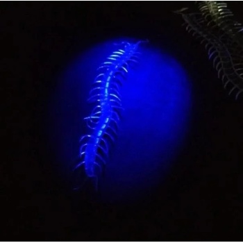 ® Yeni Ürün Şeffaf Renk Karanlıkta Parlayan Fosforlu Kırkayak 13 Cm 1 Adet