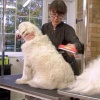 Biomak® Uzun Tüylü Köpekler İçin Kolay Tarama Fırçası Temizlenebilir Çelik Tarak Tüy Toplayıcı Medium