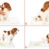 Biomak Yıkanabilir Köpek Çiş Pedi - 90 X 60 Cm