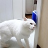 Biomak®  Pratik Kedi Tüyü Kaşıma Ve Tarama Aparatı Duvara Monte Kaşıma Aleti