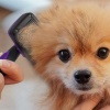 Biomak®  Otomatik Temizlenebilen Tuşlu Pratik Kedi Köpek Tüy Toplama Fırçası