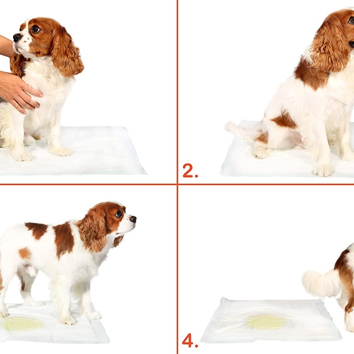 Biomak Yıkanabilir Köpek Çiş Pedi - 100 X 100 Cm