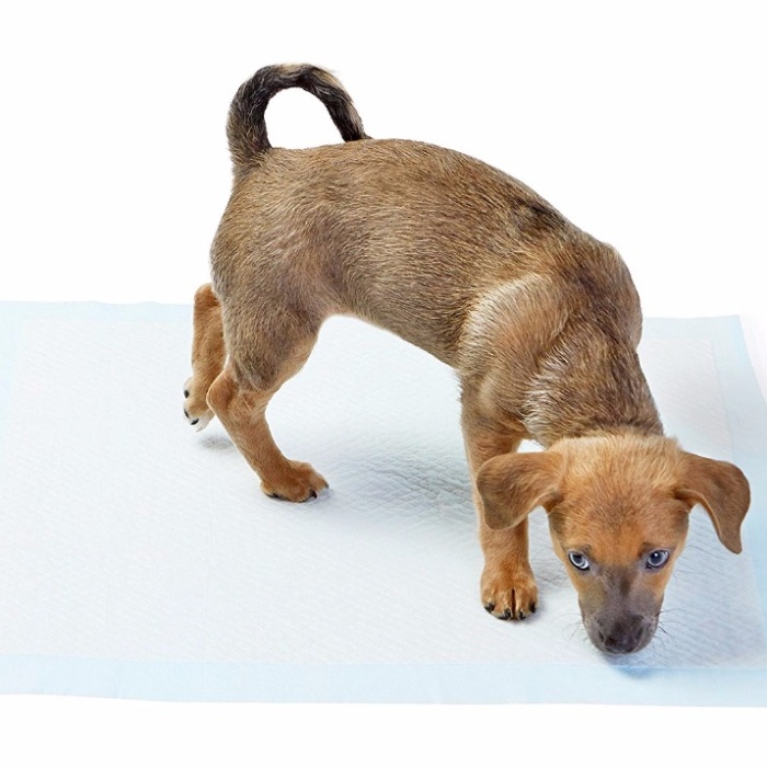 ® Yıkanabilir Köpek Çiş Pedi - 100 X 100 Cm